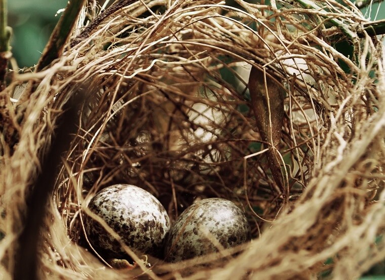 Vogelnest met 2 eieren